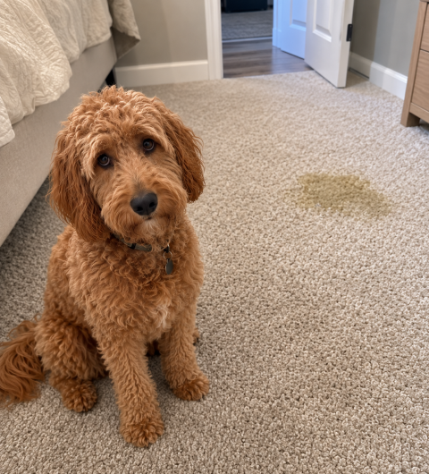 Image depicting the Service Pet Stain & Odor Removal