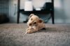 Target Pet Urine at Every Layer for a Deeper, Longer-Lasting Clean